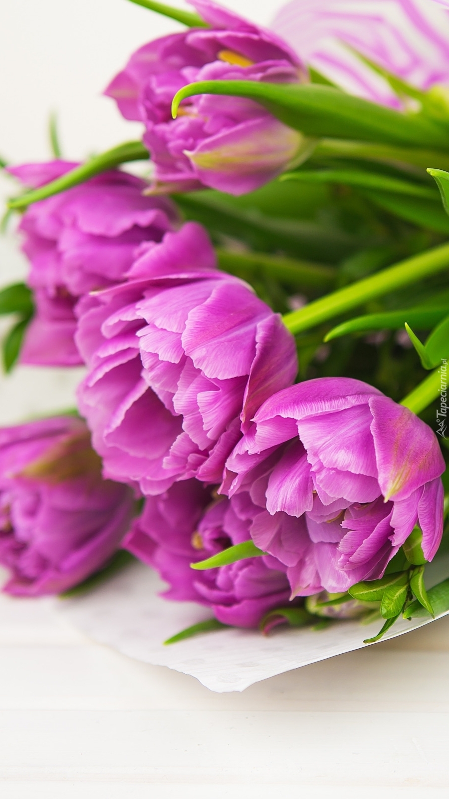 Jasnofioletowe nierozwinięte tulipany