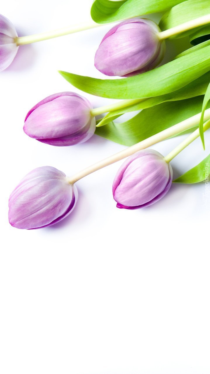 Jasnofioletowe tulipany
