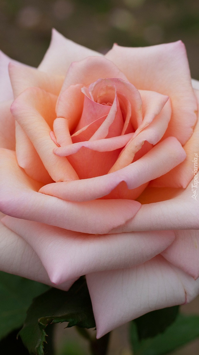 Jasnoróżowa róża w zbliżeniu
