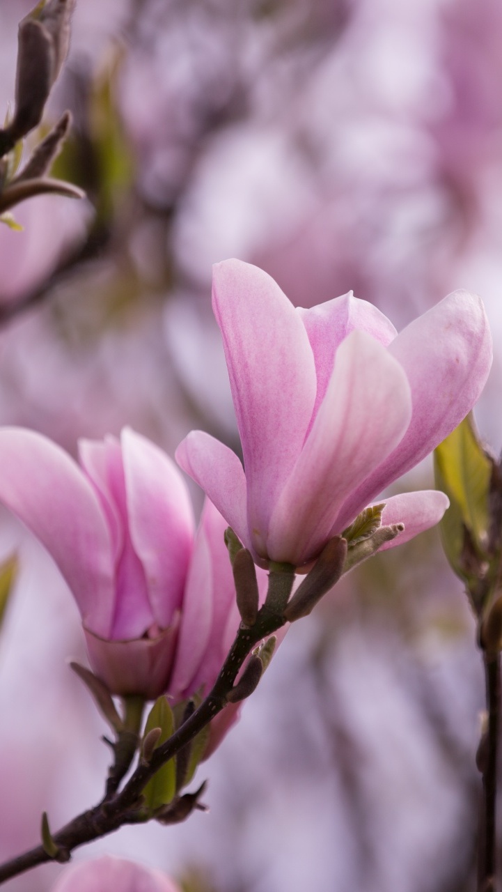 Jasnoróżowe kwiaty magnolii w zbliżeniu