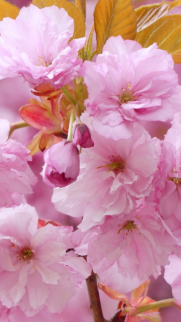 Jasnoróżowe kwiaty wiśni japońskiej