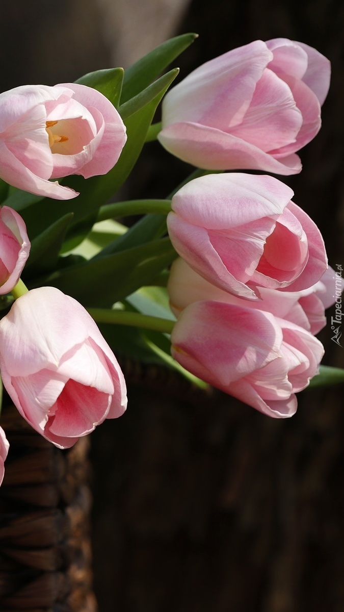Jasnoróżowe pochylone tulipany