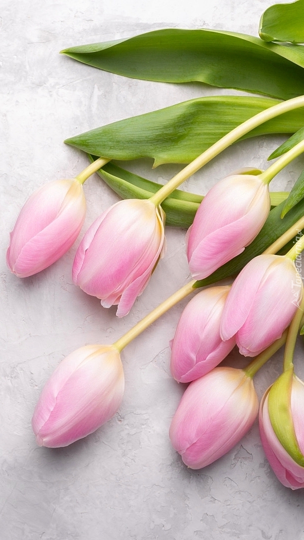Jasnoróżowe tulipany