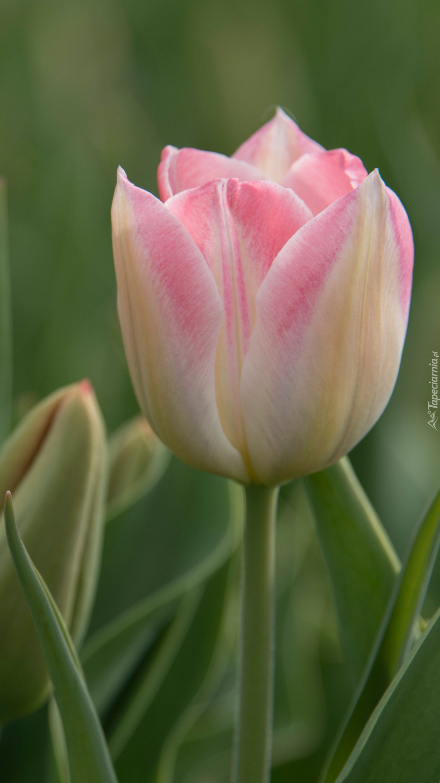 Jasnoróżowy tulipan