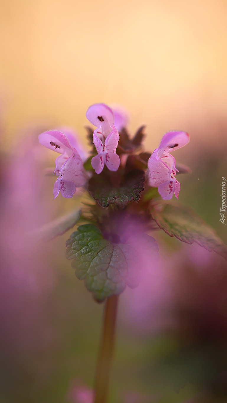 Jasnota purpurowa