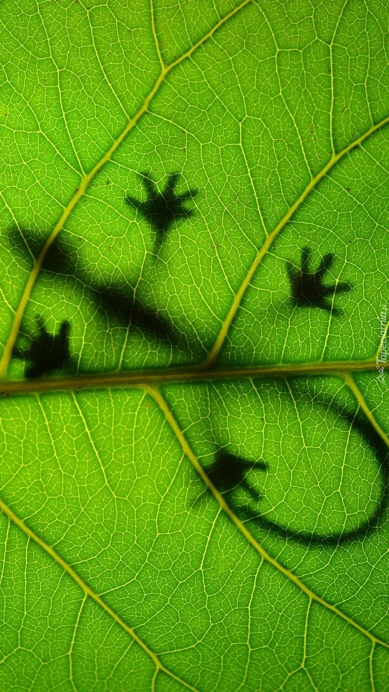 Jaszczurka za zielonym liściem