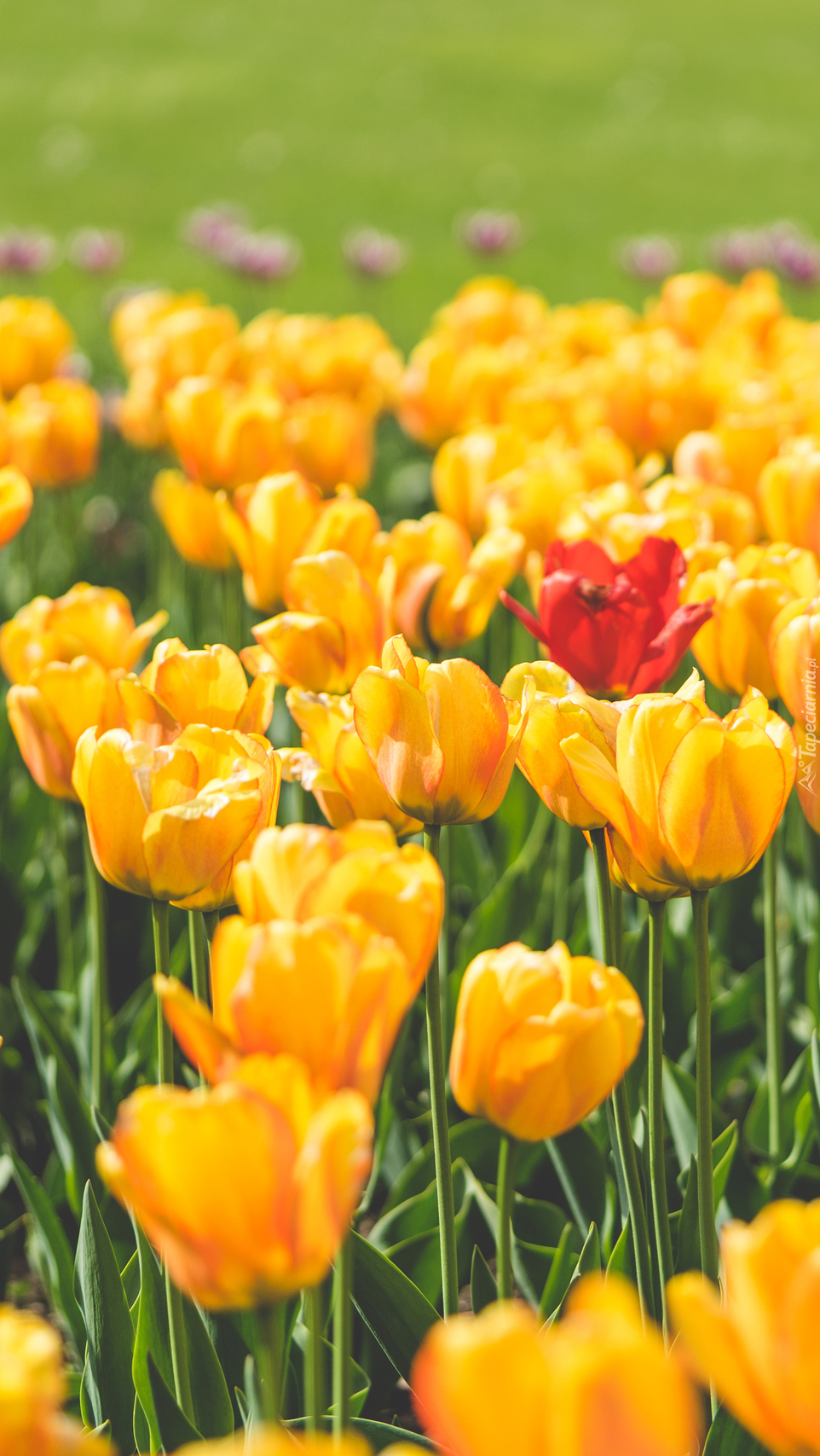 Jeden czerwony tulipan między żółtymi