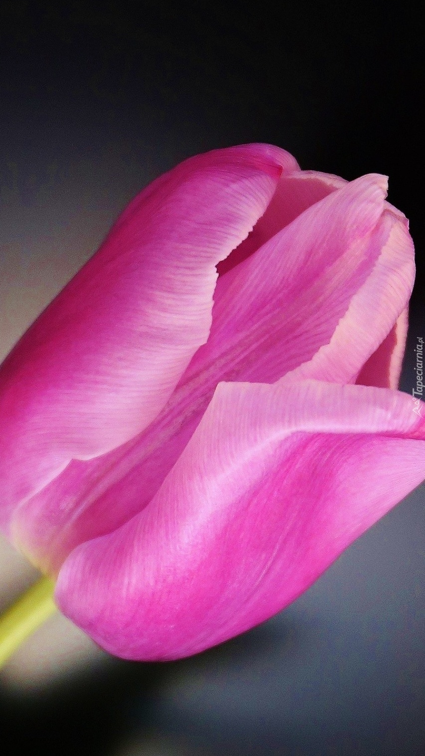 Jeden różowy piękny tulipan
