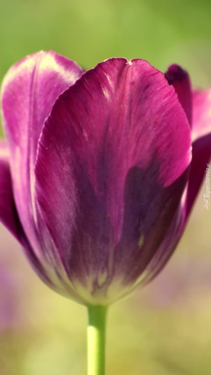 Jeden tulipan