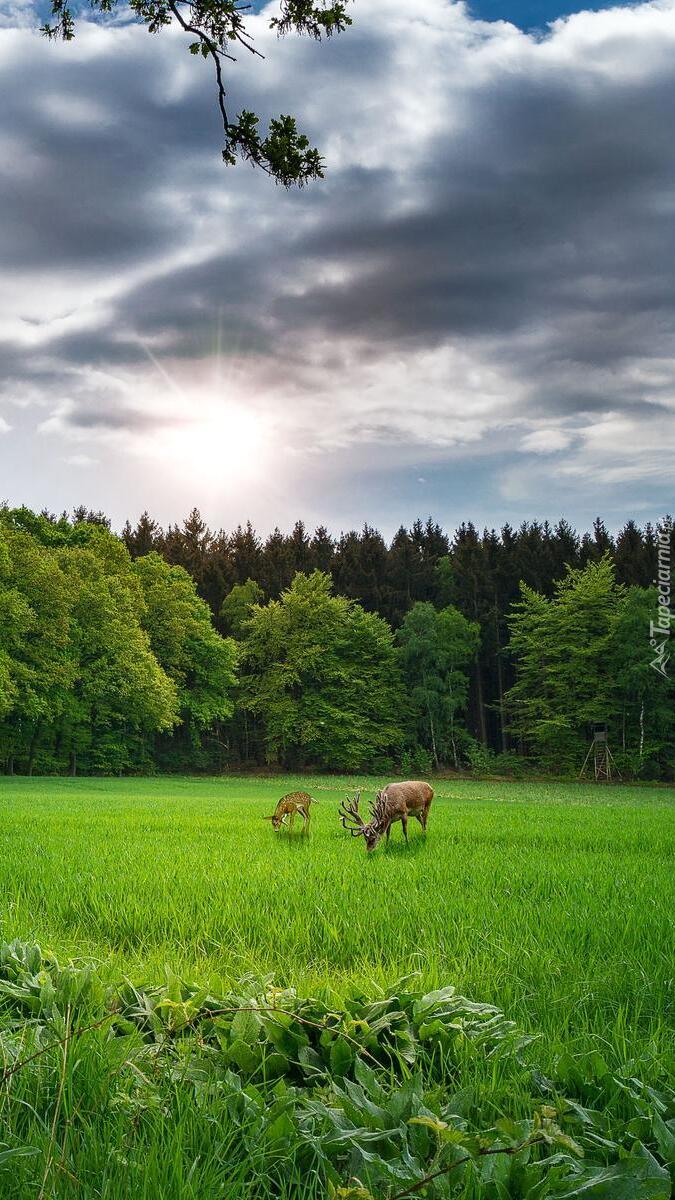 Jeleń i sarna polanie