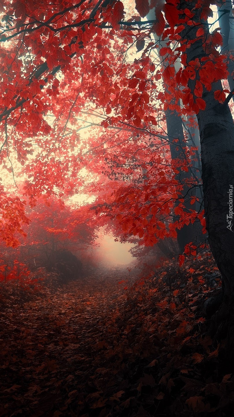Jesień idzie przez las
