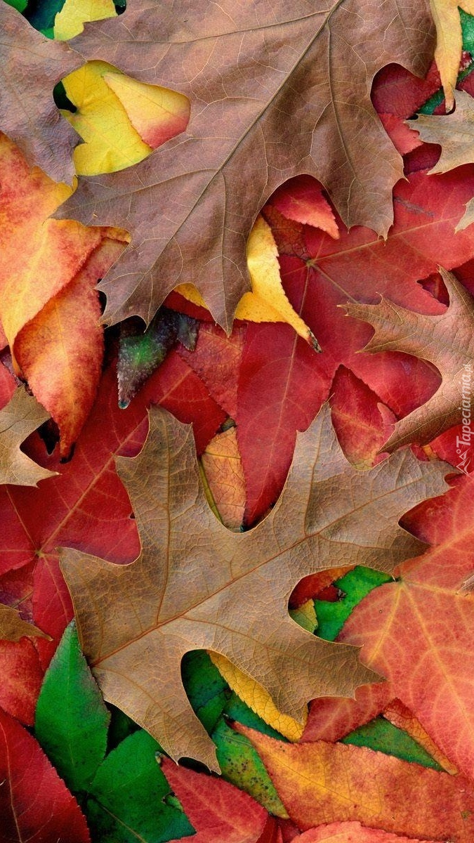 Jesień na dębowych liściach