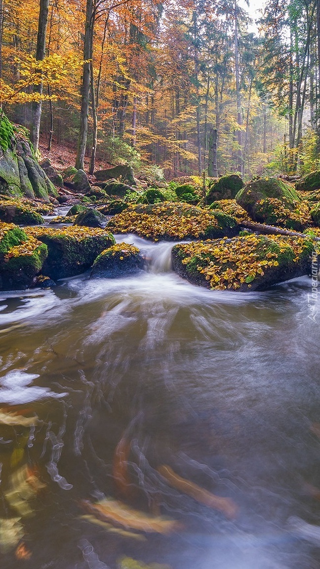 Jesień nad rwącą leśną rzeką