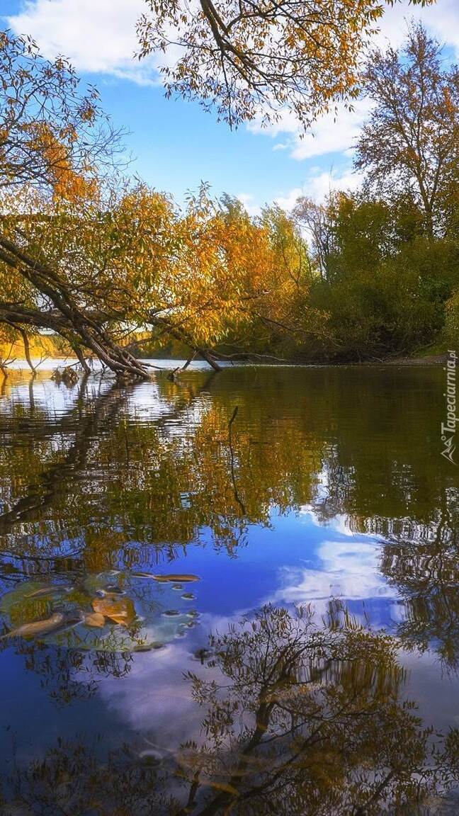 Jesień nad rzeką