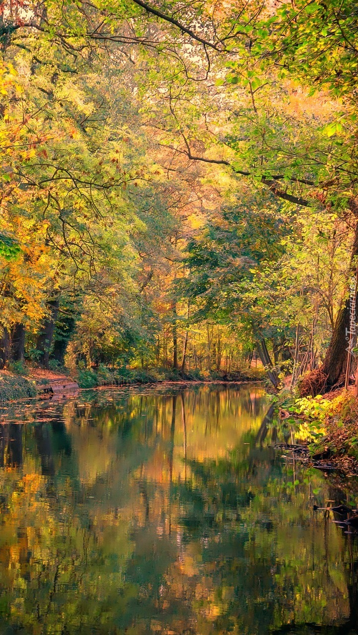 Jesień nad stawem