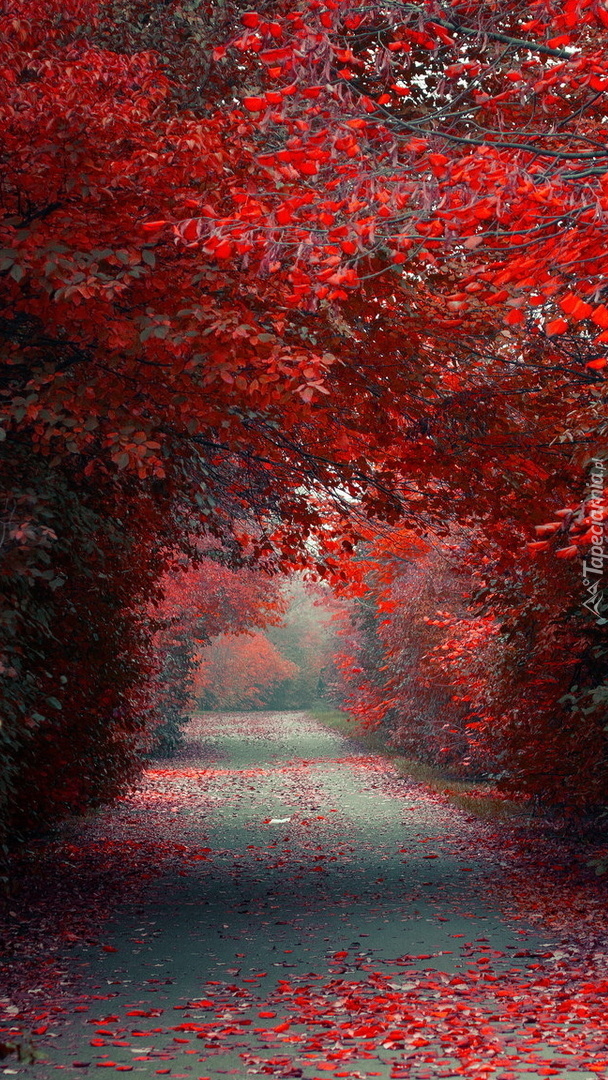 Jesień przeszła przez park