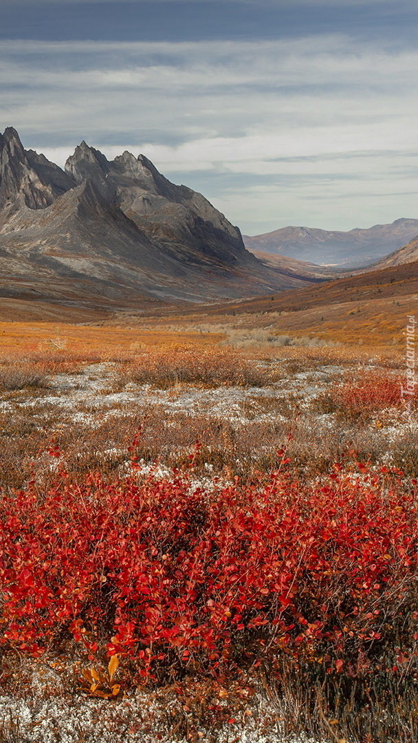 Jesień w Tombstone Territorial Park