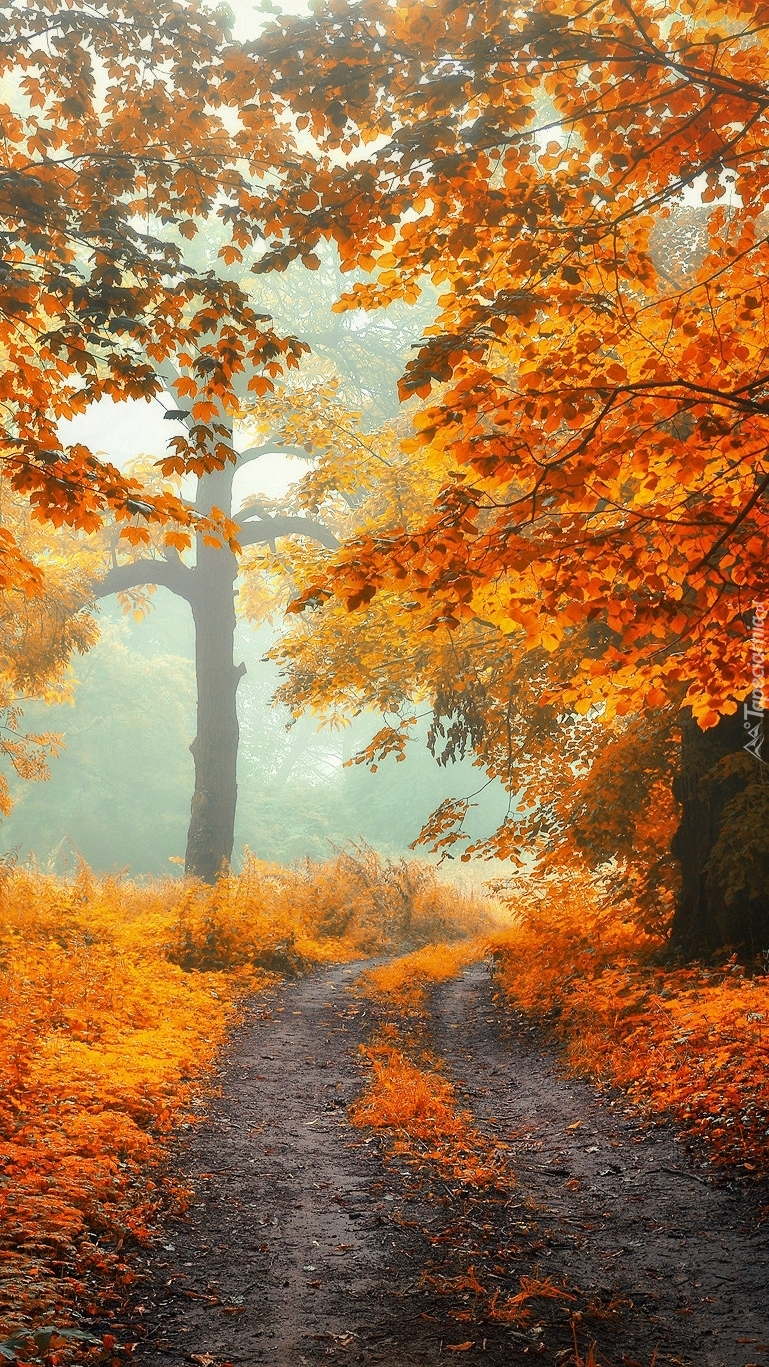 Jesienią w lesie