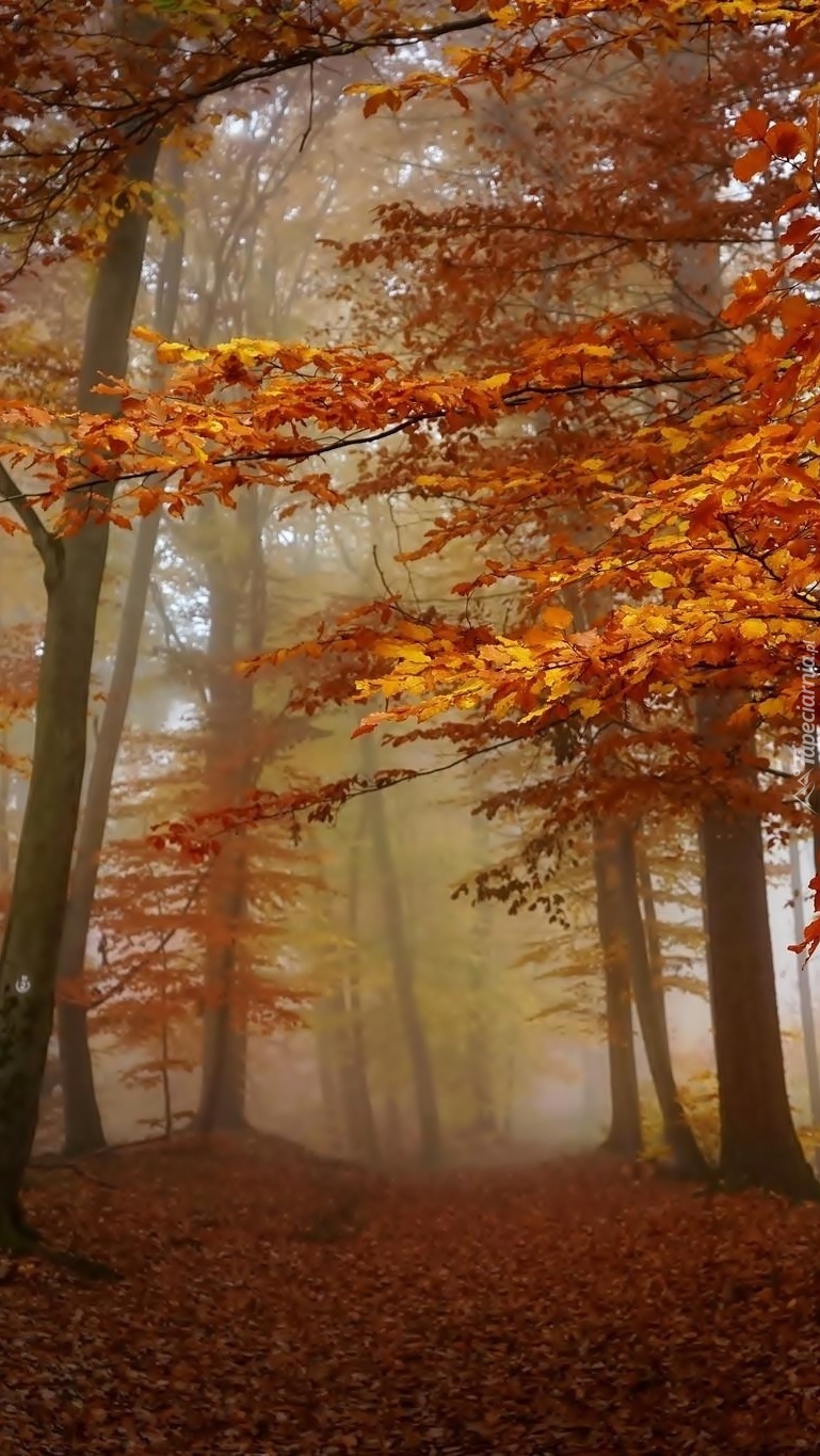 Jesienna droga przez las