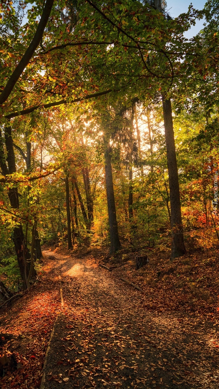 Jesienna droga w lesie