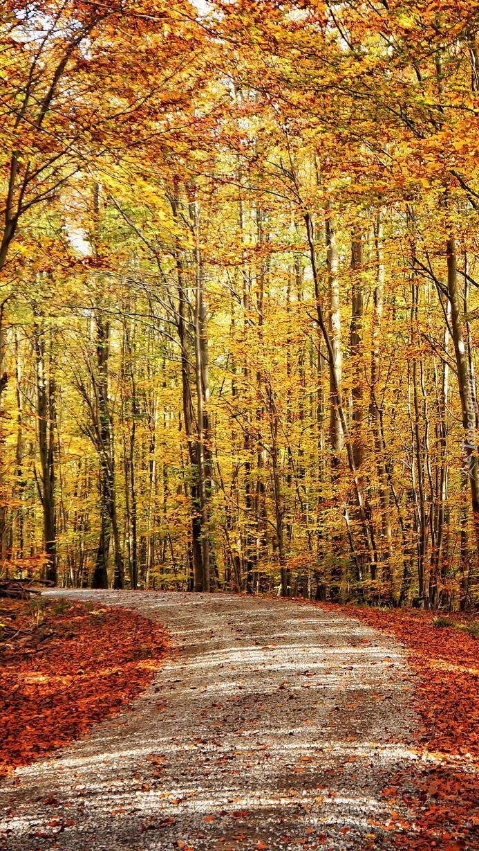 Jesienna droga w lesie