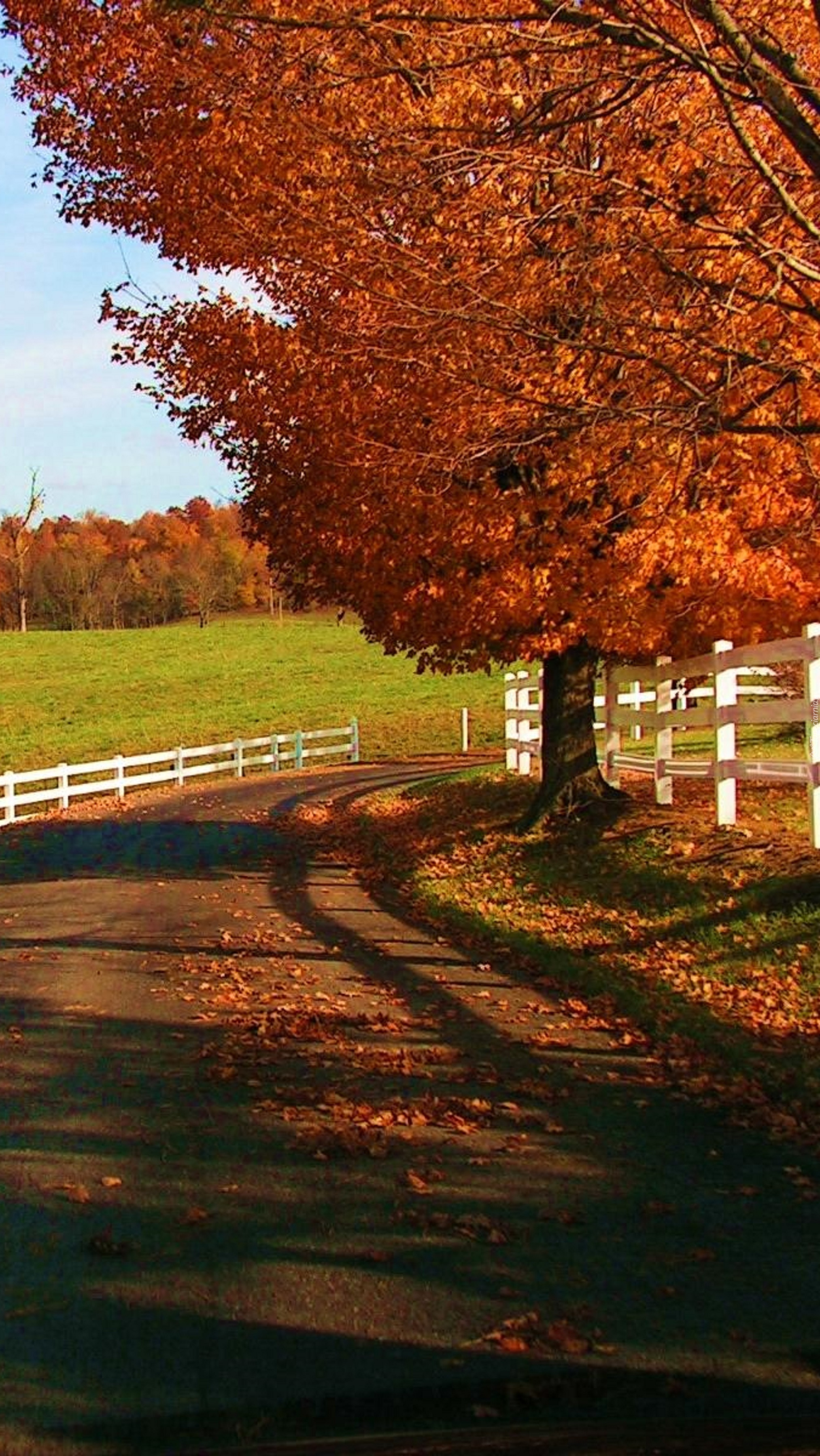 Jesienna droga z płotkiem wśród drzew