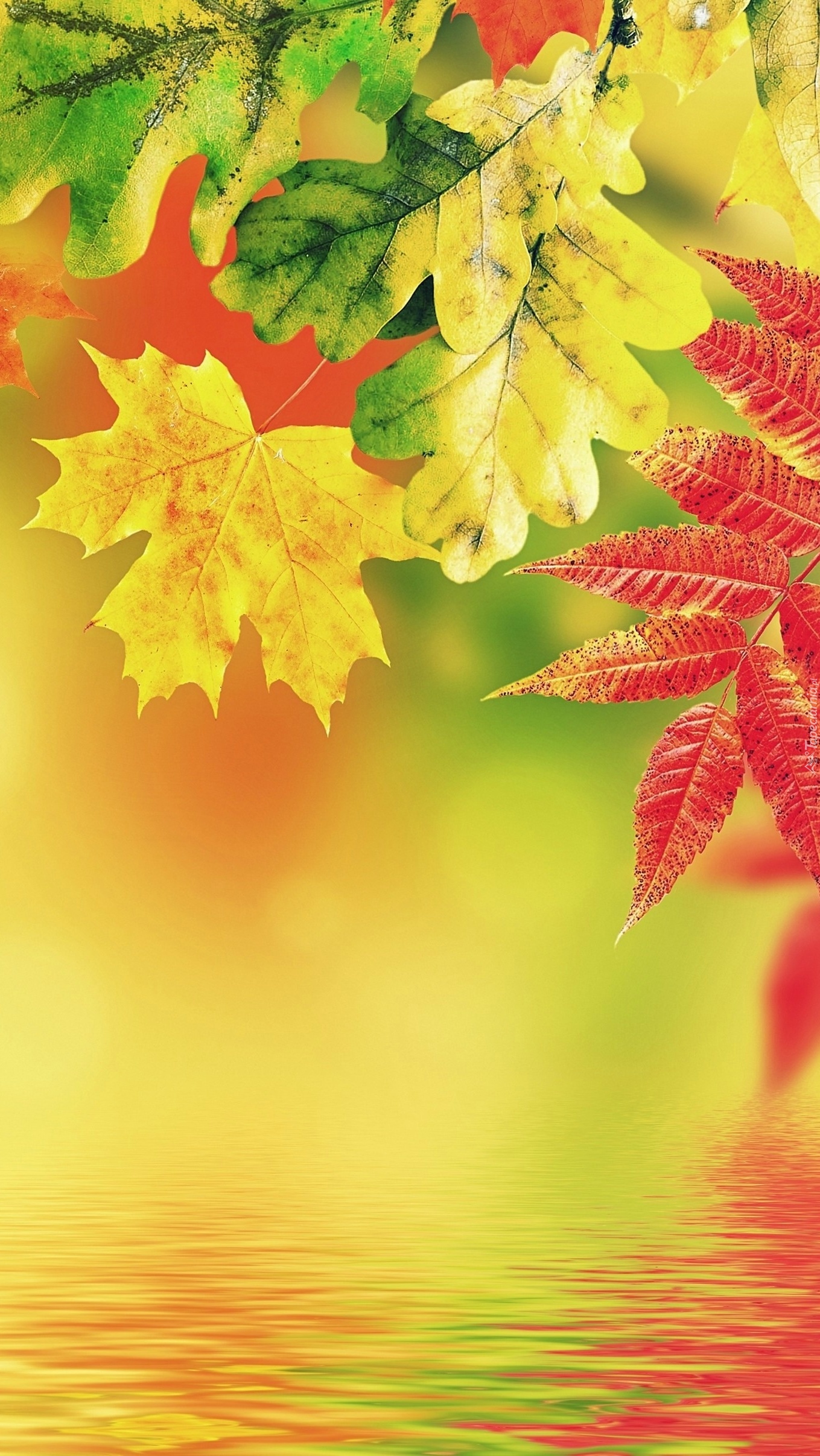 Jesienna grafika z liśćmi i wodą