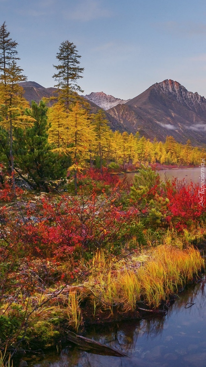 Jesienna kolorowa roślinność nad jeziorem Nevidimka