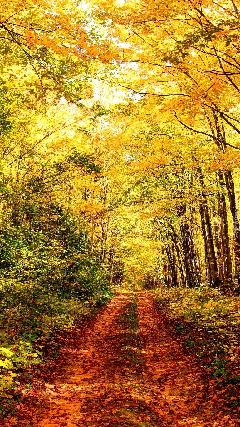 Jesienna leśna droga