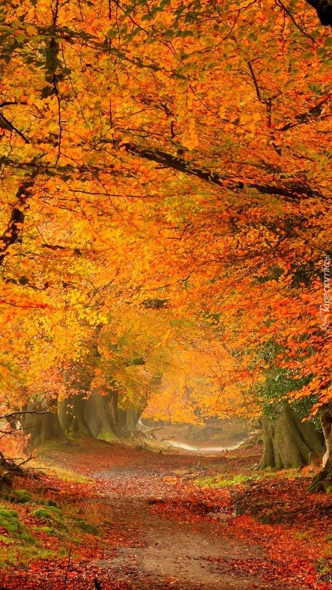 Jesienna leśna ścieżka