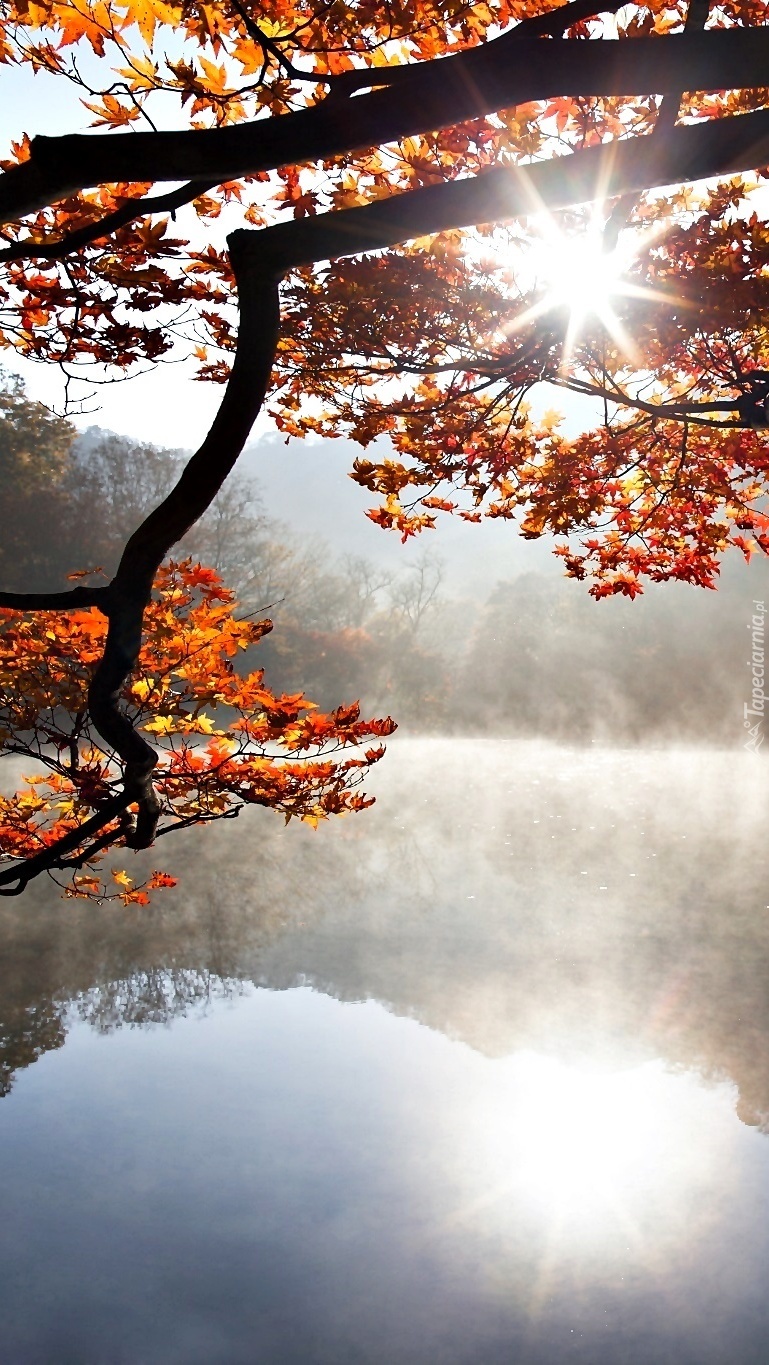 Jesienna mgła o słonecznym poranku nad jeziorem i drzewem