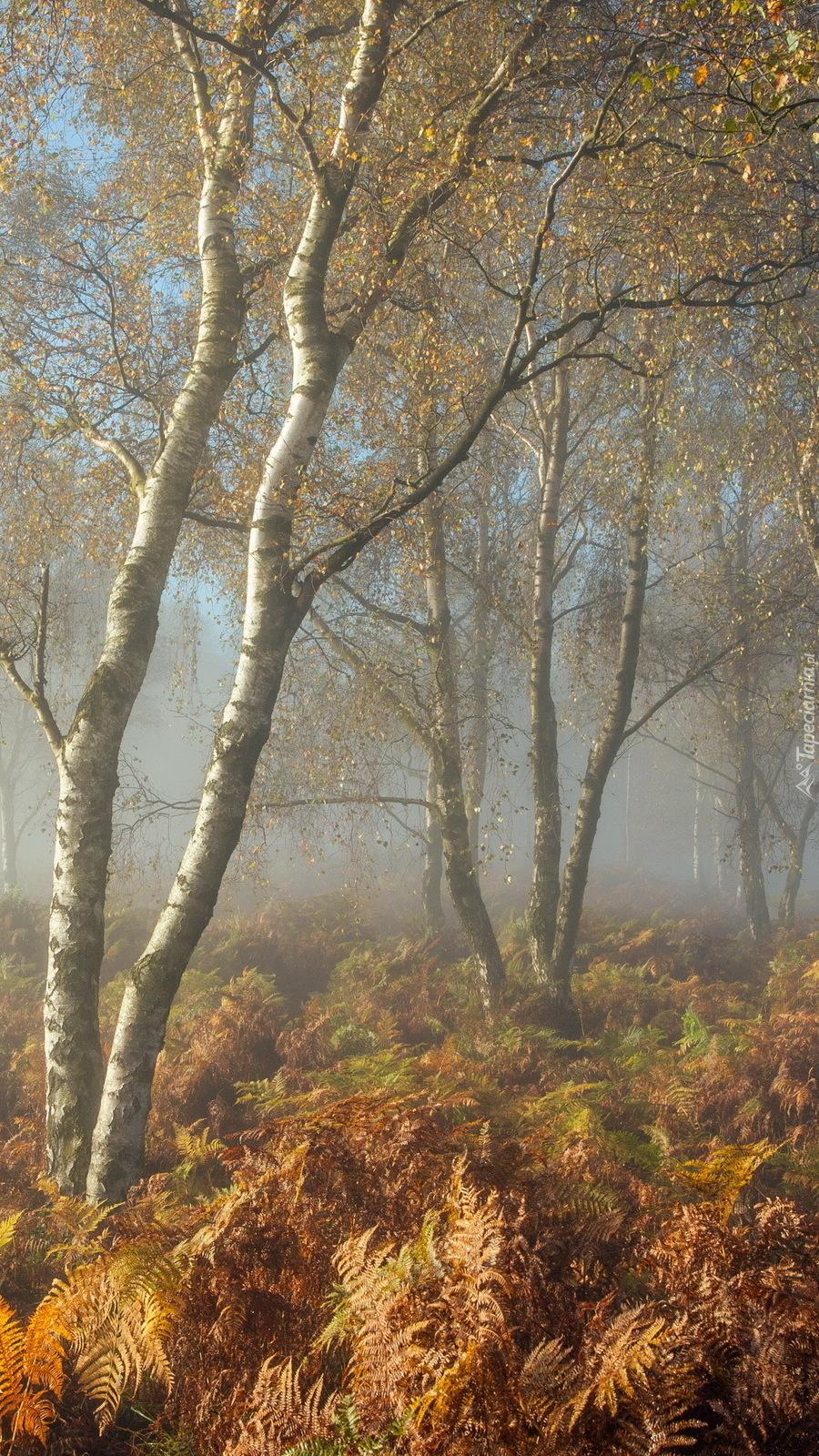 Jesienna mgła w brzozowym lesie