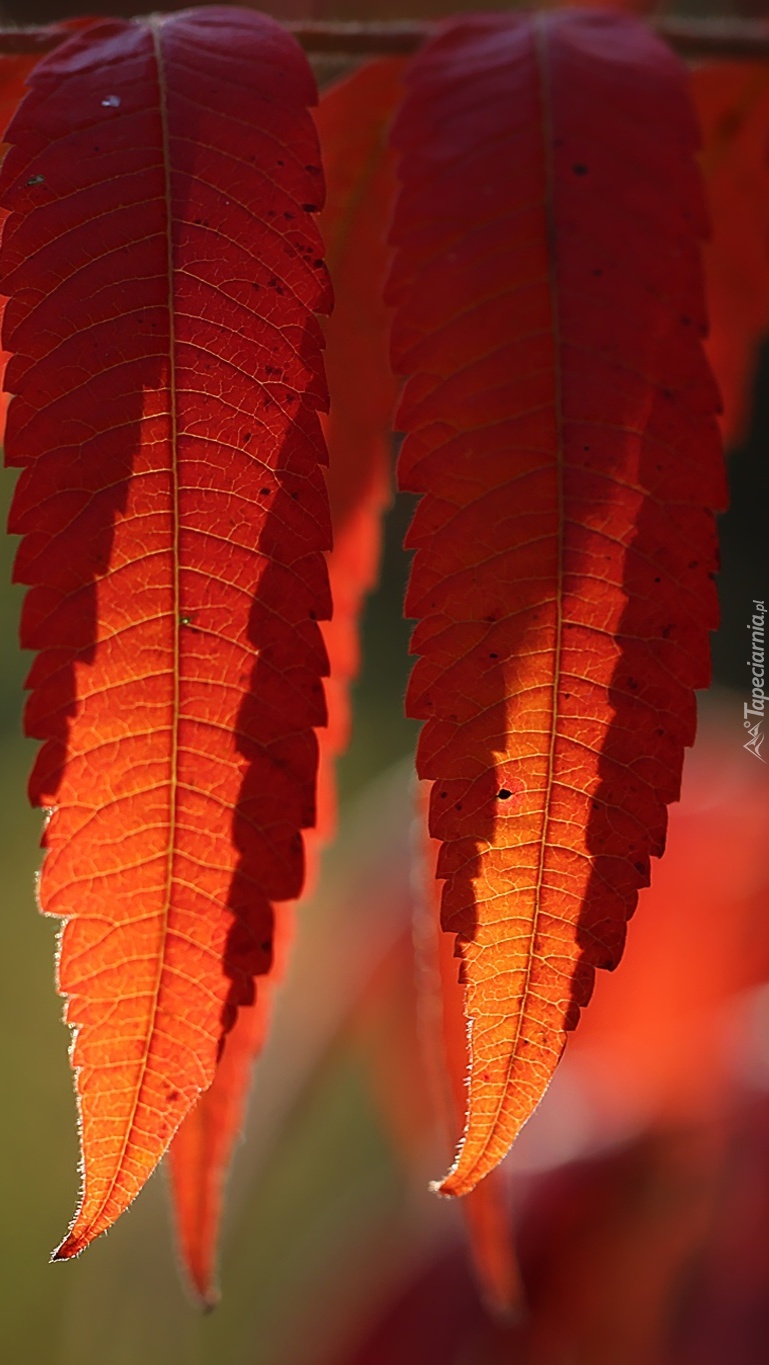 Jesienne czerwone liście