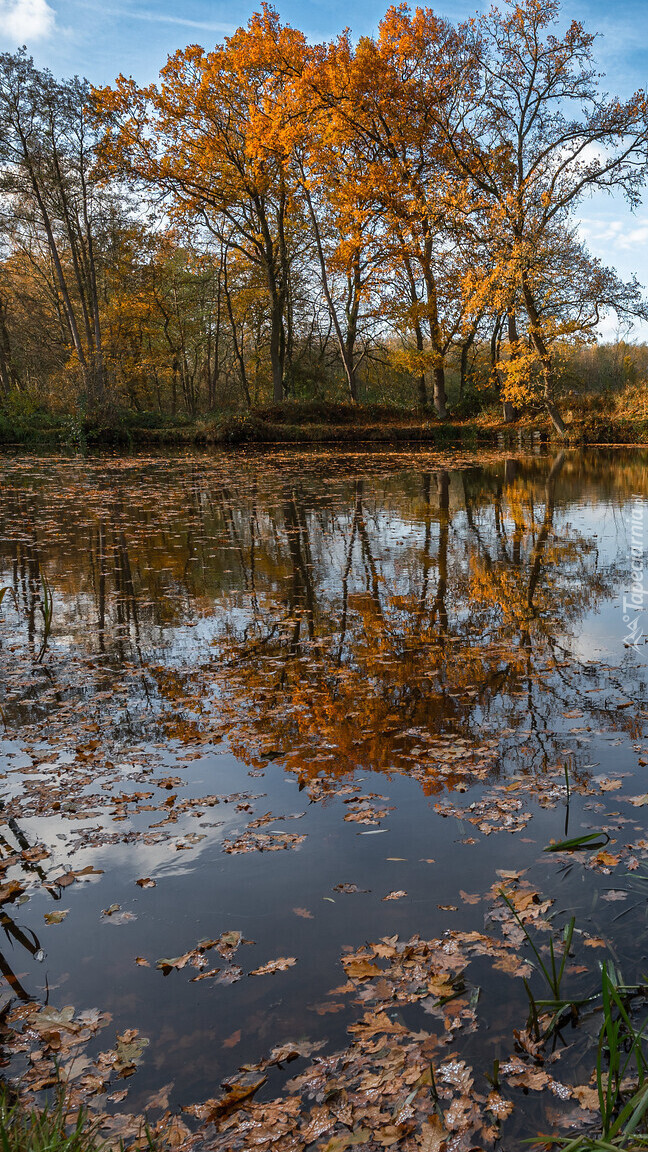 Jesienne drzewa i opadłe liście nad stawem