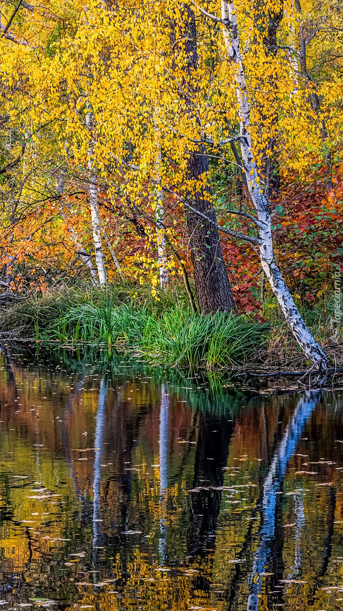 Jesienne drzewa i trawa nad rzeką