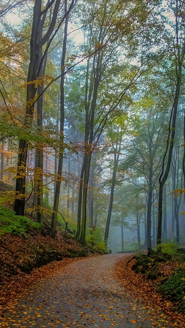 Jesienne drzewa na skarpie przy leśnej drodze