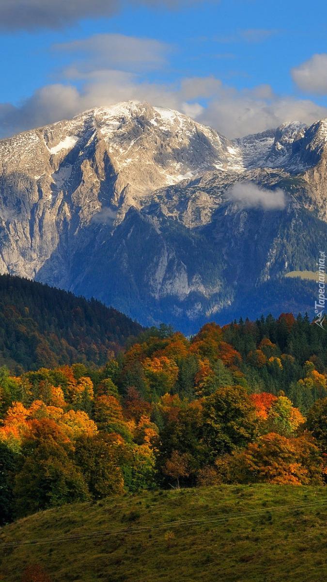 Jesienne drzewa na tle Alp