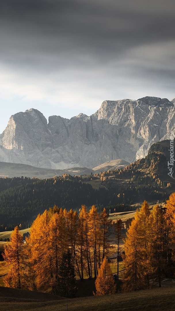 Jesienne drzewa na tle Dolomitów