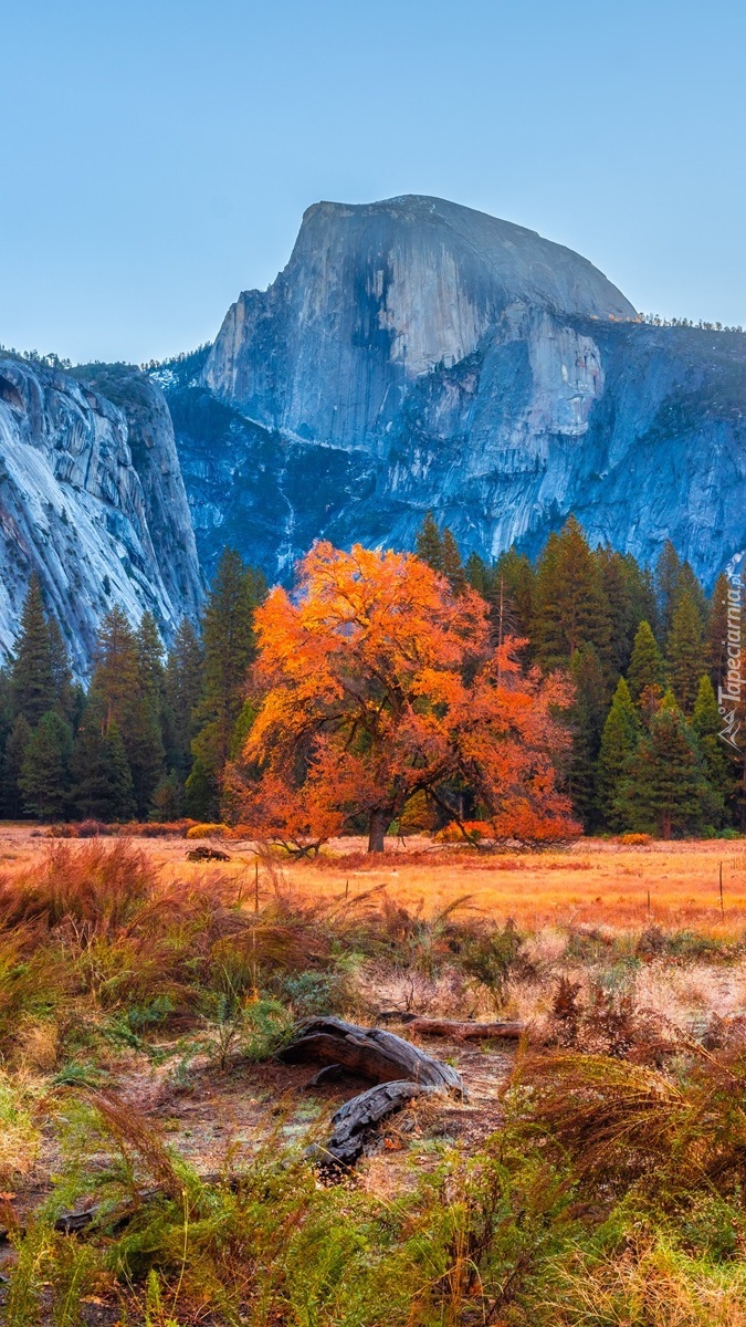 Jesienne drzewa na tle góry Half Dome