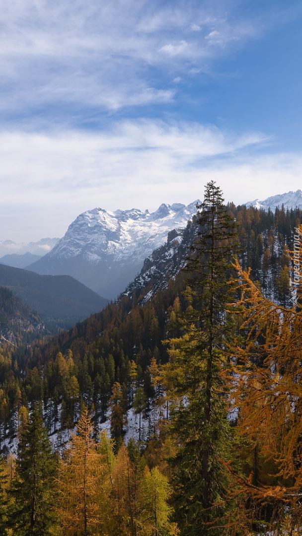 Jesienne drzewa na tle ośnieżonych Dolomitów