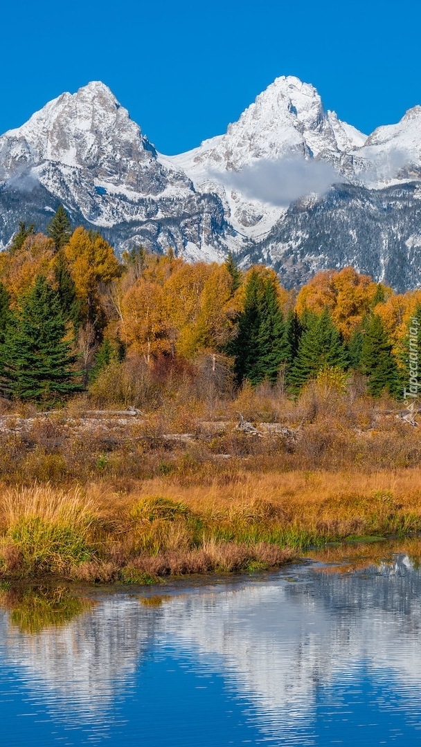 Jesienne drzewa na tle ośnieżonych gór Teton Range