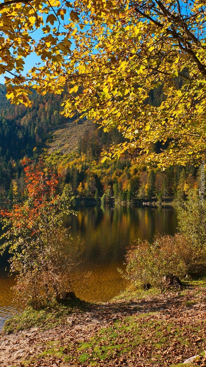 Jesienne drzewa nad jeziorem