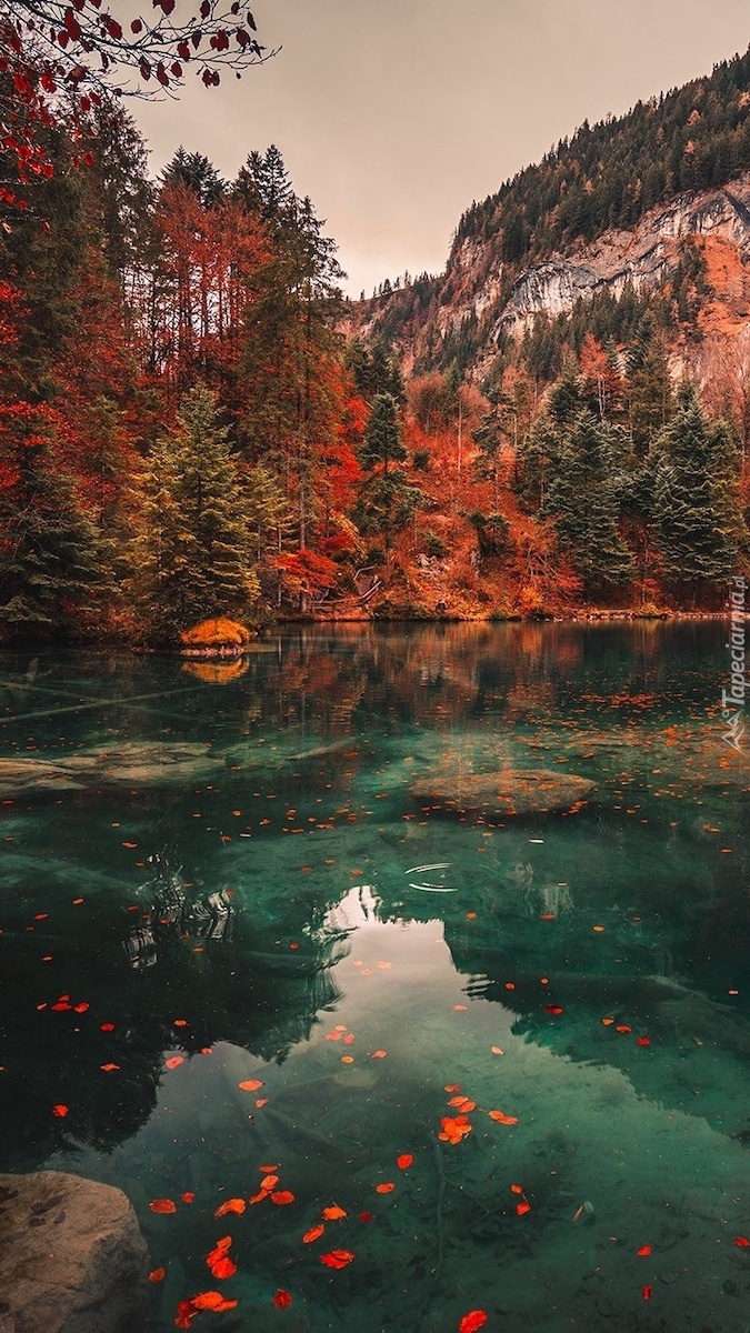 Jesienne drzewa nad jeziorem Blausee