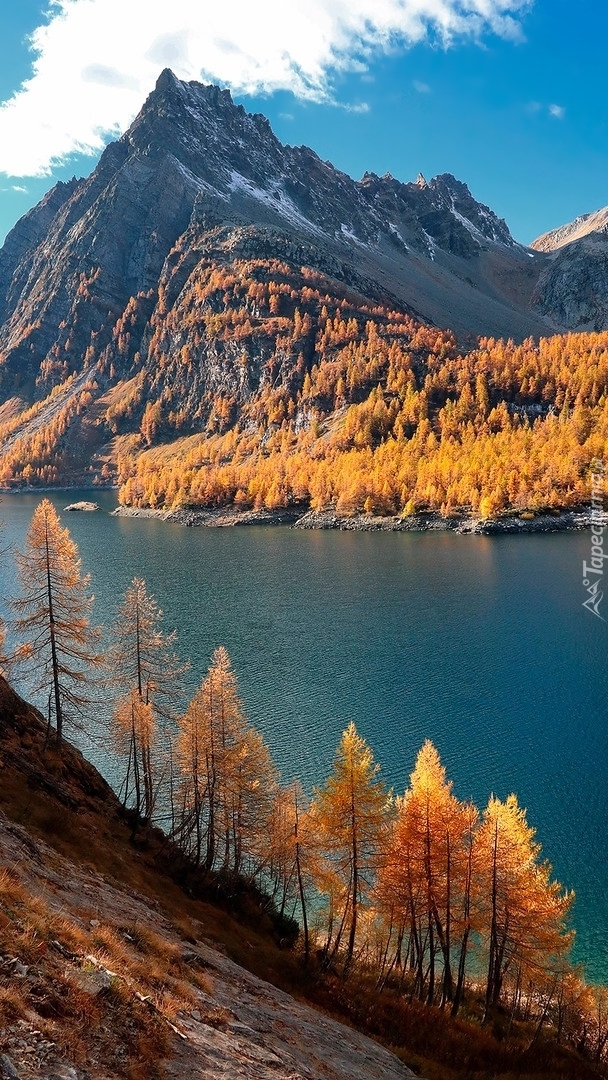 Jesienne drzewa nad jeziorem Lago Devero