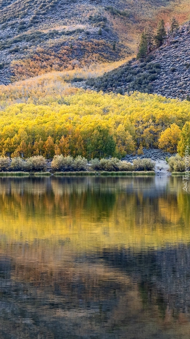 Jesienne drzewa nad jeziorem North Lake