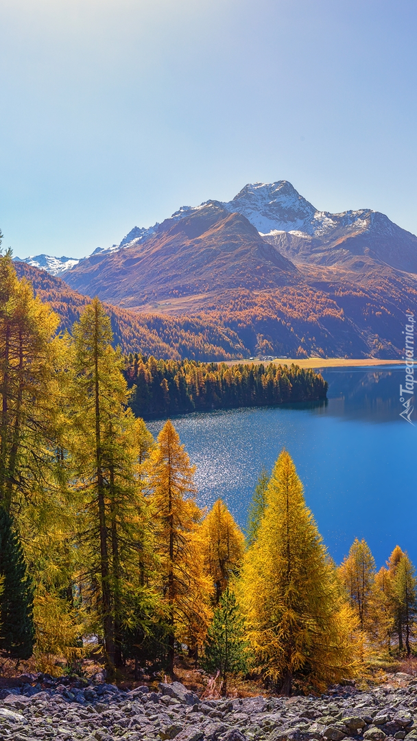 Jesienne drzewa nad jeziorem Silsersee w Szwajcarii