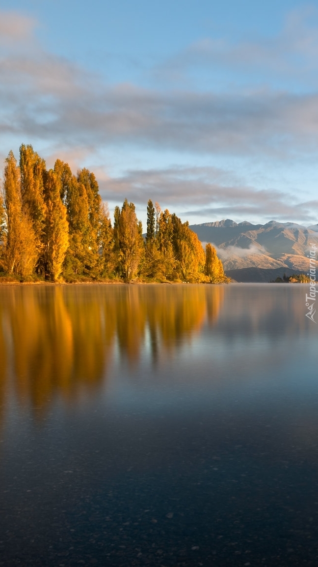 Jesienne drzewa nad jeziorem Wanaka