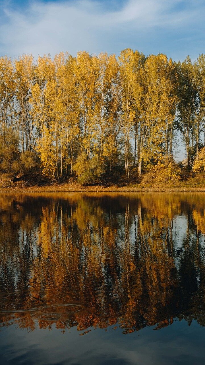 Jesienne drzewa nad rzeką