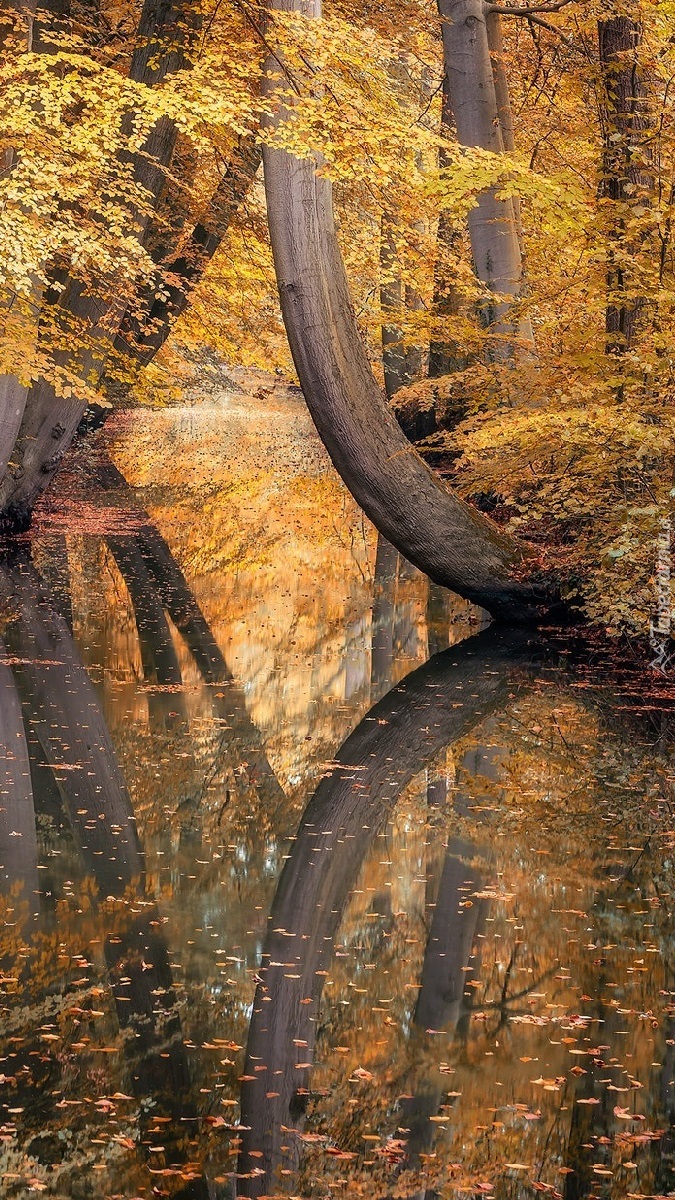 Jesienne drzewa nad rzeką