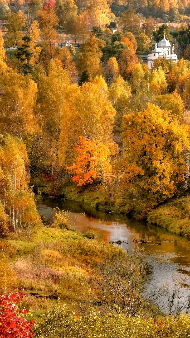 Jesienne drzewa nad rzeką Istra